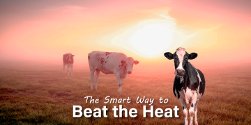 Postbiotics: The Smart Way to Beat the Heat in Livestock