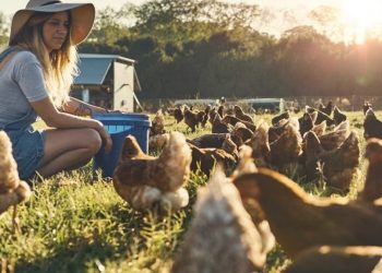 dsm-firmenich advances poultry farming with predictive analytics service for layers