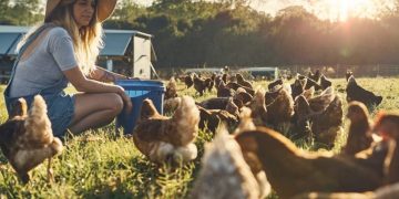 dsm-firmenich advances poultry farming with predictive analytics service for layers