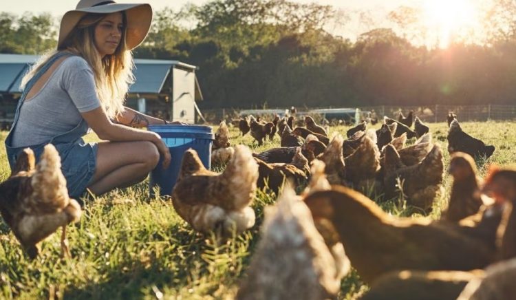 dsm-firmenich advances poultry farming with predictive analytics service for layers