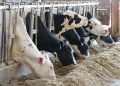 How to select the right rumen-protected fat supplement to optimise your milk contract