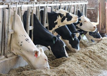 How to select the right rumen-protected fat supplement to optimise your milk contract