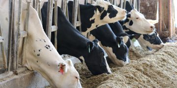 How to select the right rumen-protected fat supplement to optimise your milk contract