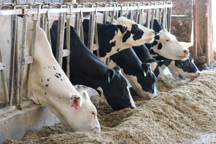 How to select the right rumen-protected fat supplement to optimise your milk contract