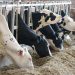 How to select the right rumen-protected fat supplement to optimise your milk contract