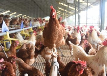 Animal Welfare Regulation Issued, Opening Wider Opportunities for Cage-Free Egg Development