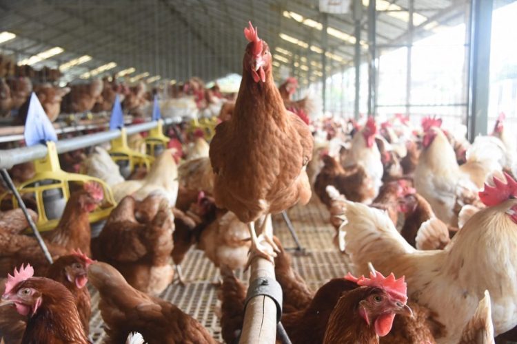 Animal Welfare Regulation Issued, Opening Wider Opportunities for Cage-Free Egg Development