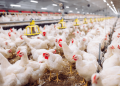 Five New Studies at IPSF 2026 Show How Targeted Nutrition Helps Poultry Producers Get More from Feed