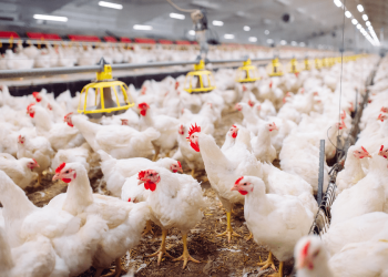 Five New Studies at IPSF 2026 Show How Targeted Nutrition Helps Poultry Producers Get More from Feed