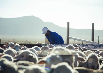 South Africa’s grasslands set a global first for community-led carbon markets