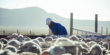 South Africa’s grasslands set a global first for community-led carbon markets