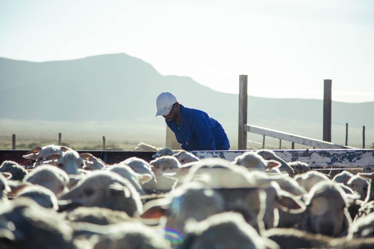 South Africa’s grasslands set a global first for community-led carbon markets