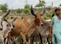 Pastoral Practices and Livestock Management in the Thar Region