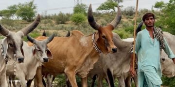 Pastoral Practices and Livestock Management in the Thar Region