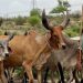 Pastoral Practices and Livestock Management in the Thar Region