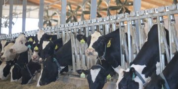 Four ways rumen-protected fats provide dairy rations with ‘safe’ energy