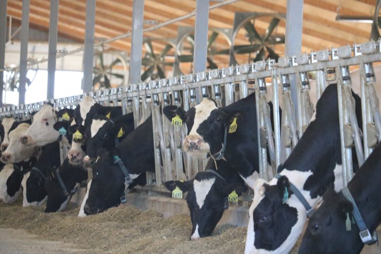 Four ways rumen-protected fats provide dairy rations with ‘safe’ energy