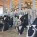 Four ways rumen-protected fats provide dairy rations with ‘safe’ energy