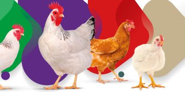 Invisible stressors: When unseen challenges limit performance