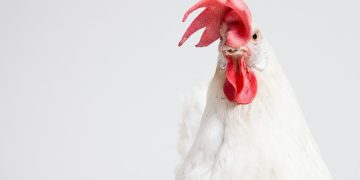 Double L Group Launches DX Vertical Fan to Enhance Air Circulation and Energy Efficiency in Poultry Facilities