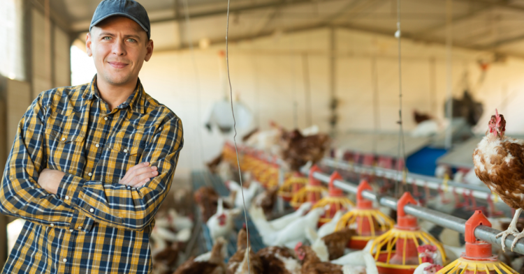 New ABB whitepaper rethinks poultry ventilation strategy