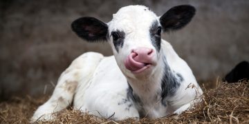 Time to Rethink Weaning: Why Smarter Strategies Deliver Stronger Biological and Economic Outcomes in Dairy Calves