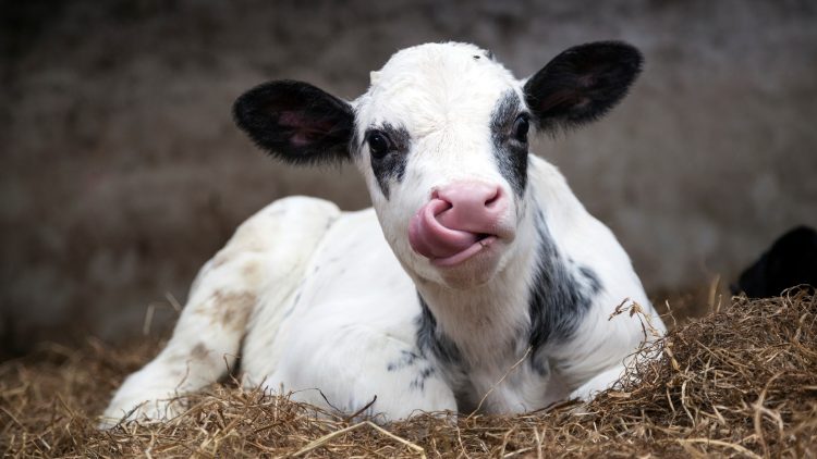 Time to Rethink Weaning: Why Smarter Strategies Deliver Stronger Biological and Economic Outcomes in Dairy Calves