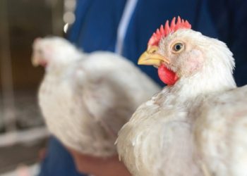 INTRODUCING THE COBB800TM: A NEW ERA OF HIGHYIELD PERFORMANCE