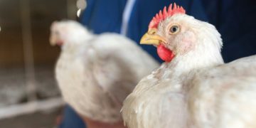 INTRODUCING THE COBB800TM: A NEW ERA OF HIGHYIELD PERFORMANCE