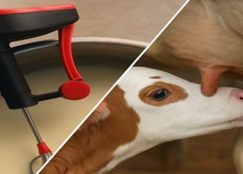 Smart Feeding Strategies for Dairy Calves Using Milk Replacers- A Practical Guide for Progressive Dairy Farmers