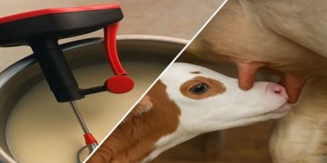 Smart Feeding Strategies for Dairy Calves Using Milk Replacers- A Practical Guide for Progressive Dairy Farmers