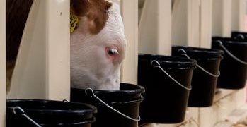 EuroTier 2026 To Highlight Key Developments in Animal Feed, Feeding Management and Forage Production