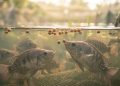 Why strengthening aquaculture nutrition expertise is critical in 2026
