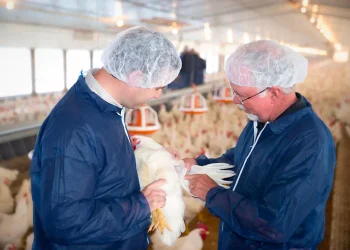 A New Era of High‑Yield Performance- Cobb800™