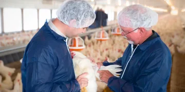 A New Era of High‑Yield Performance- Cobb800™