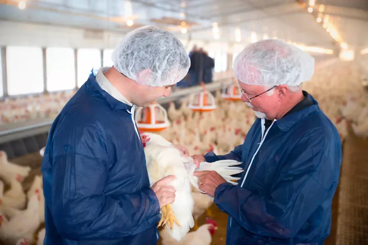 A New Era of High‑Yield Performance- Cobb800™