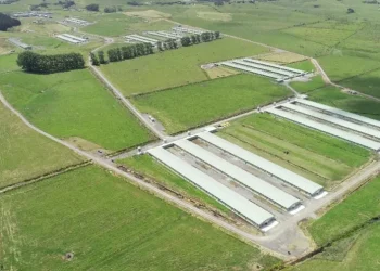 Compartment status achieved by Cobb-Vantress New Zealand