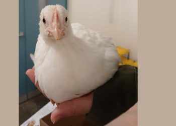 Human touch leaves chicks feeling egg-stra happy, study finds