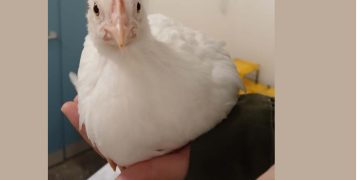 Human touch leaves chicks feeling egg-stra happy, study finds