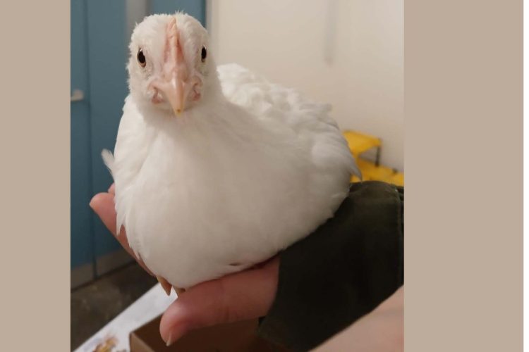 Human touch leaves chicks feeling egg-stra happy, study finds