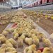 Cobb in Central Asia: Supporting Growth in Uzbekistan