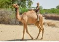 Camel Hidden Pillar of the Livestock Economy