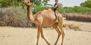 Camel Hidden Pillar of the Livestock Economy