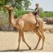 Camel Hidden Pillar of the Livestock Economy