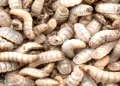 Insects in feed: a sustainable protein source with strong potential