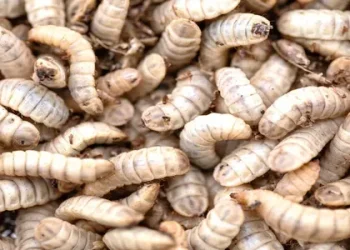 Insects in feed: a sustainable protein source with strong potential