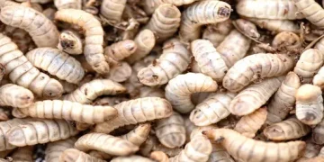 Insects in feed: a sustainable protein source with strong potential