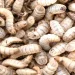 Insects in feed: a sustainable protein source with strong potential