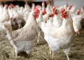 Beyond Crude Protein – Rethinking the Nutrition Bundle for Improved Animal Performance