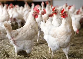 Beyond Crude Protein – Rethinking the Nutrition Bundle for Improved Animal Performance